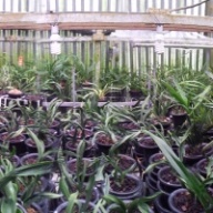 国兰新丁编 - 酸奶(Sour <em>milk</em>)做花肥? | BLOG | 